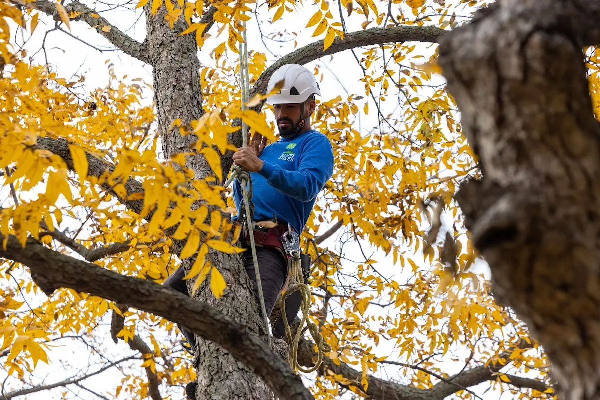 Skilled Tree Trimming crew working in Montrose